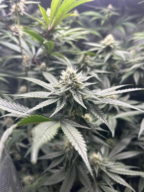 Paradise Pine. Week 5