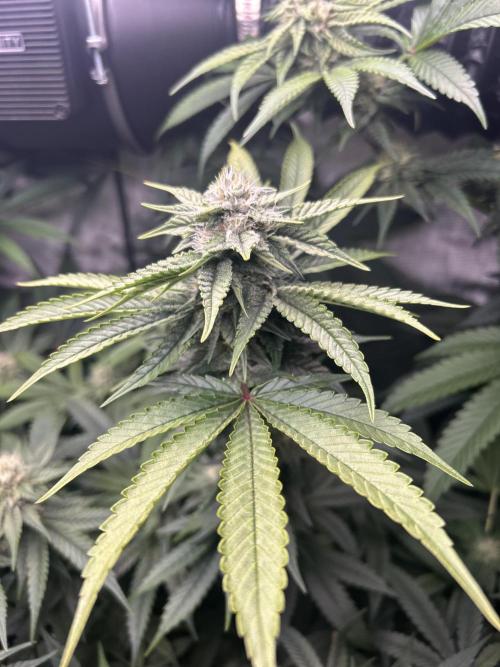 Paradise Pine. Week 5