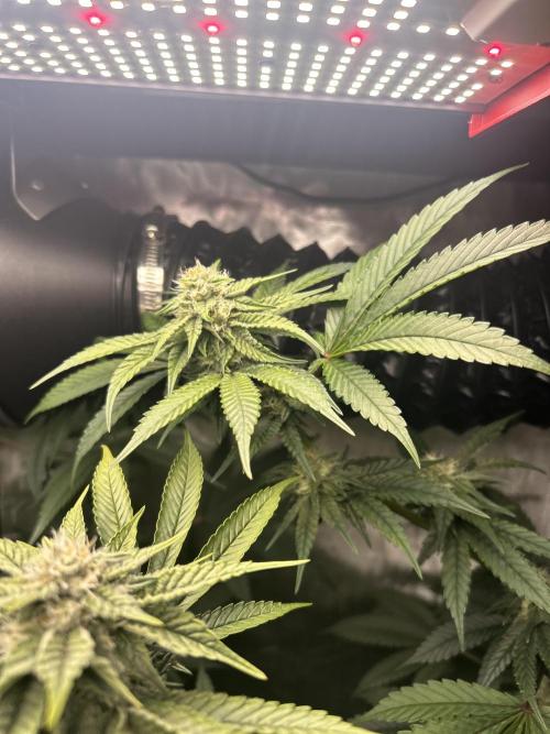 Paradise Pine. Week 5