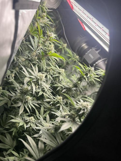 Paradise Pine. Week 5