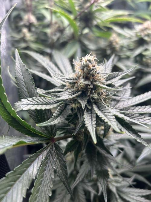 Paradise Pine. Week 6