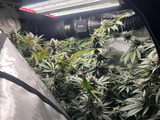 Paradise Pine. Week 6