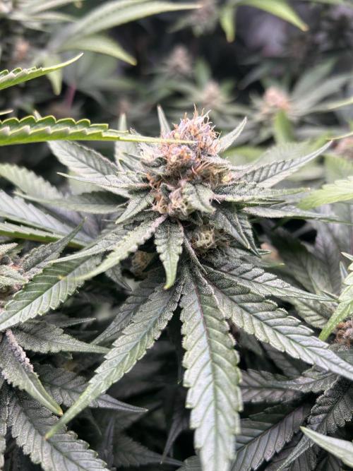 Paradise Pine. Week 6