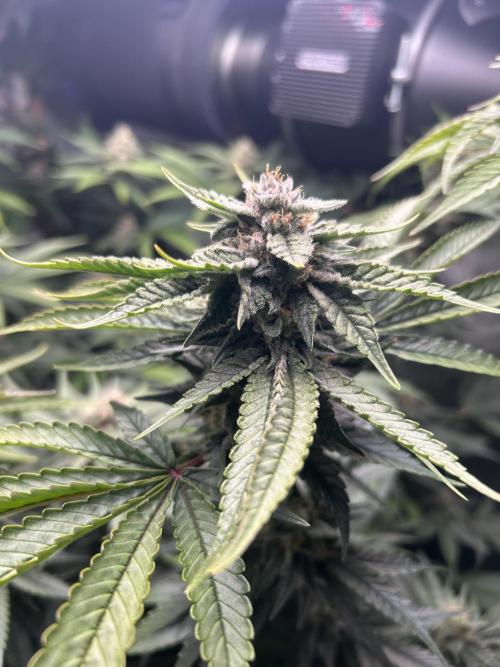 Paradise Pine. Week 6