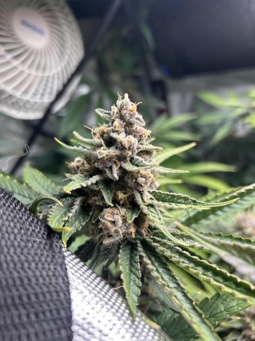 Paradise Pine. Week 7