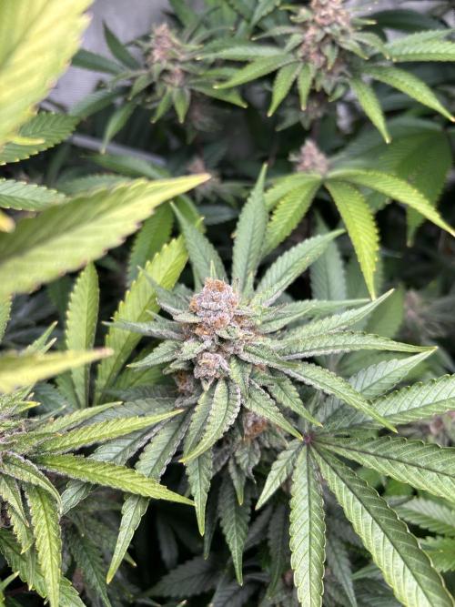 Paradise Pine. Week 7