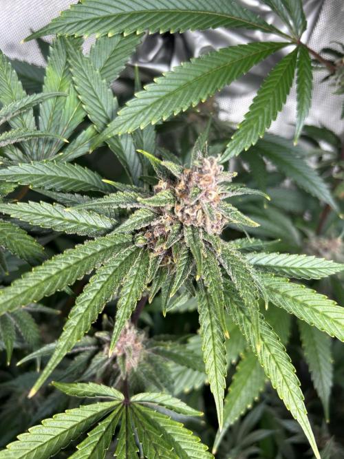Paradise Pine. Week 7