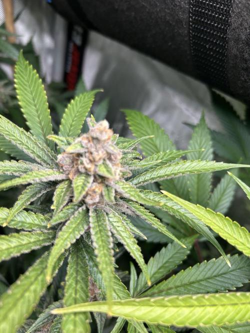 Paradise Pine. Week 7
