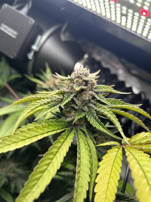 Paradise Pine. Week 7