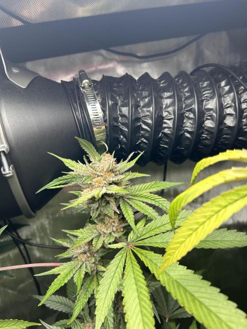 Paradise Pine. Week 7