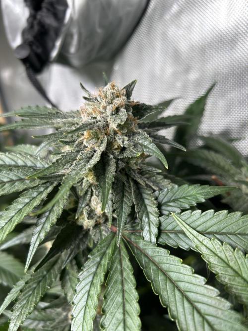 Paradise Pine. Week 7