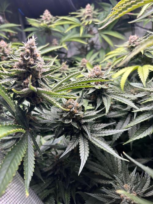 Paradise Pine. Week 7