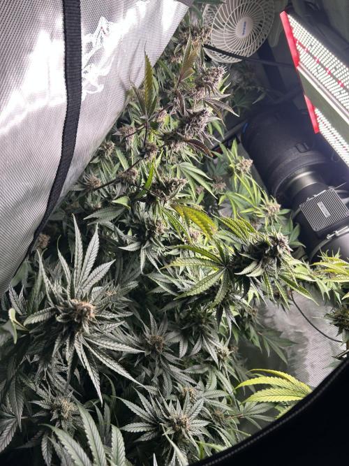 Paradise Pine. Week 7