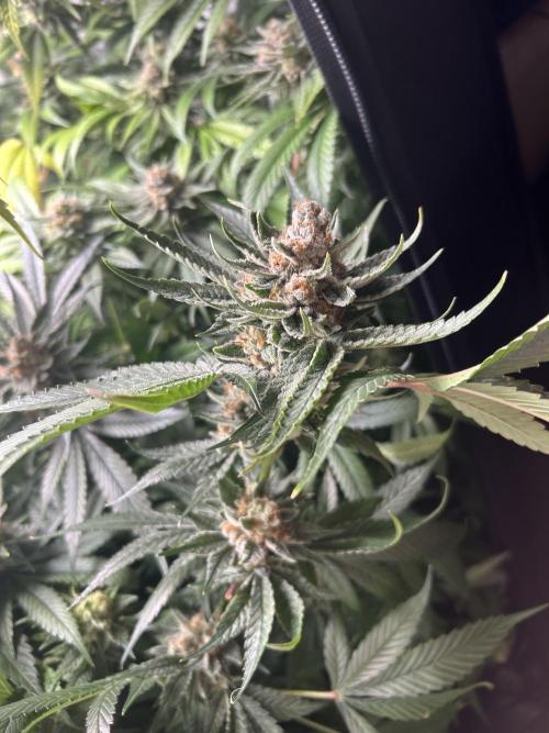 Paradise Pine. Week 8