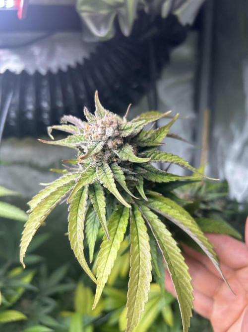 Paradise Pine. Week 8