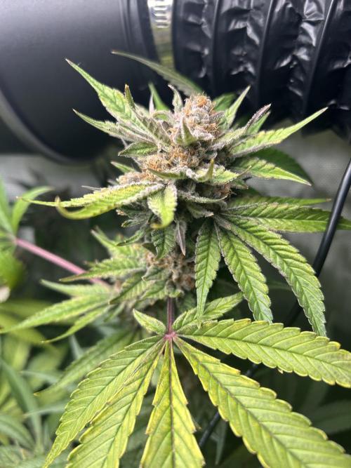 Paradise Pine. Week 8