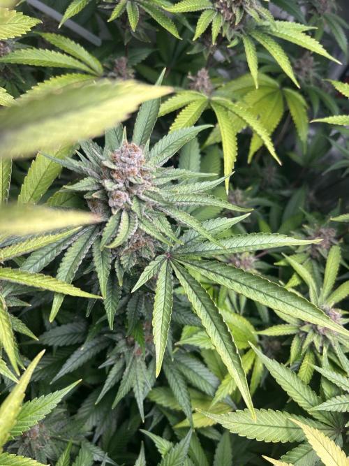 Paradise Pine. Week 8