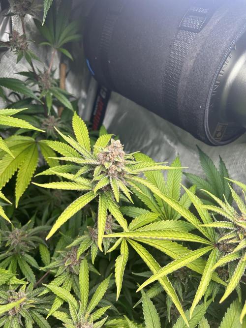 Paradise Pine. Week 8