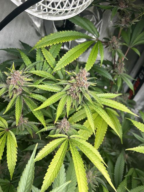 Paradise Pine. Week 8
