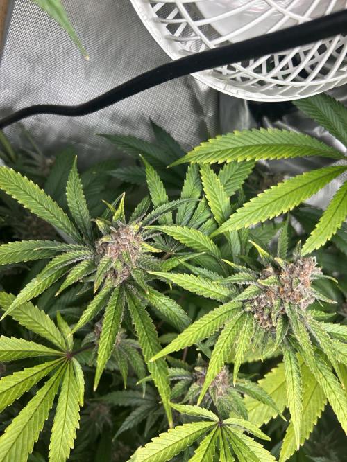 Paradise Pine. Week 8