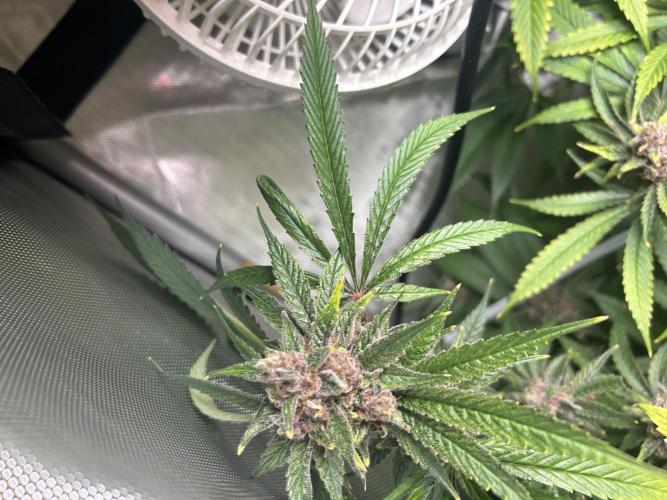 Paradise Pine. Week 8