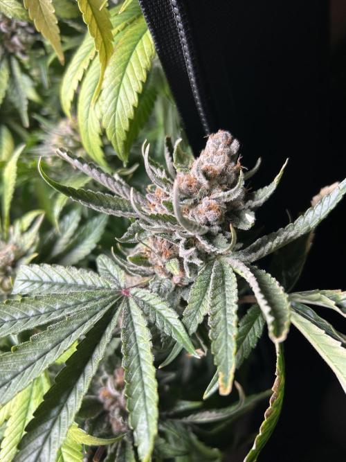Paradise Pine. Week 9 - Falling out the tent 🤣