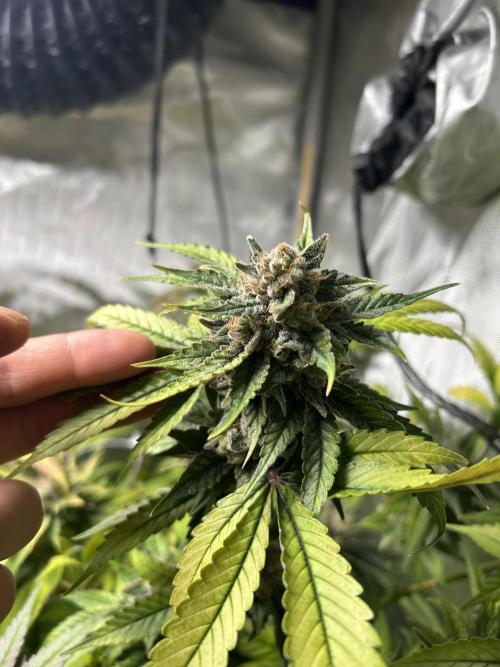 Paradise Pine. Week 9