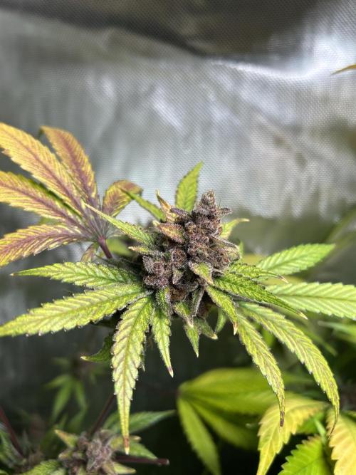 Paradise Pine. Week 9