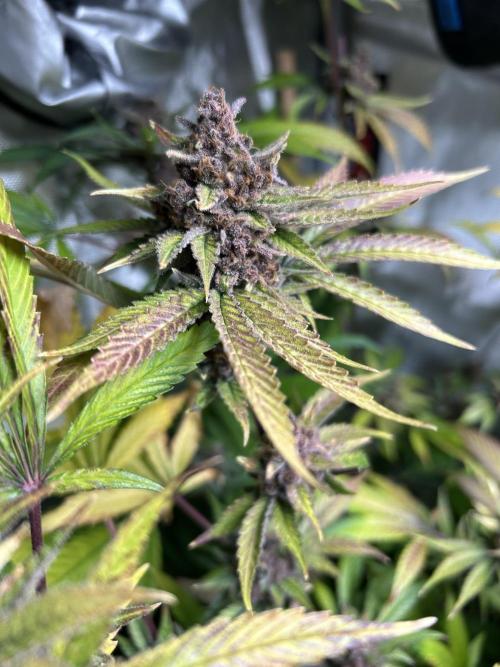 Paradise Pine. Week 9