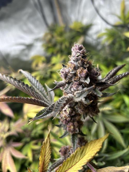 Paradise Pine. Week 9