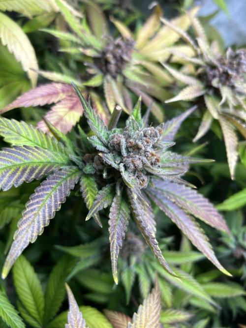 Paradise Pine. Week 9