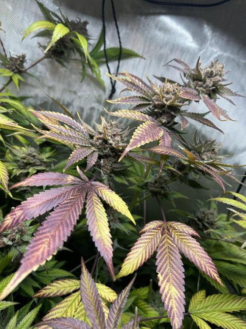 Paradise Pine. Week 9