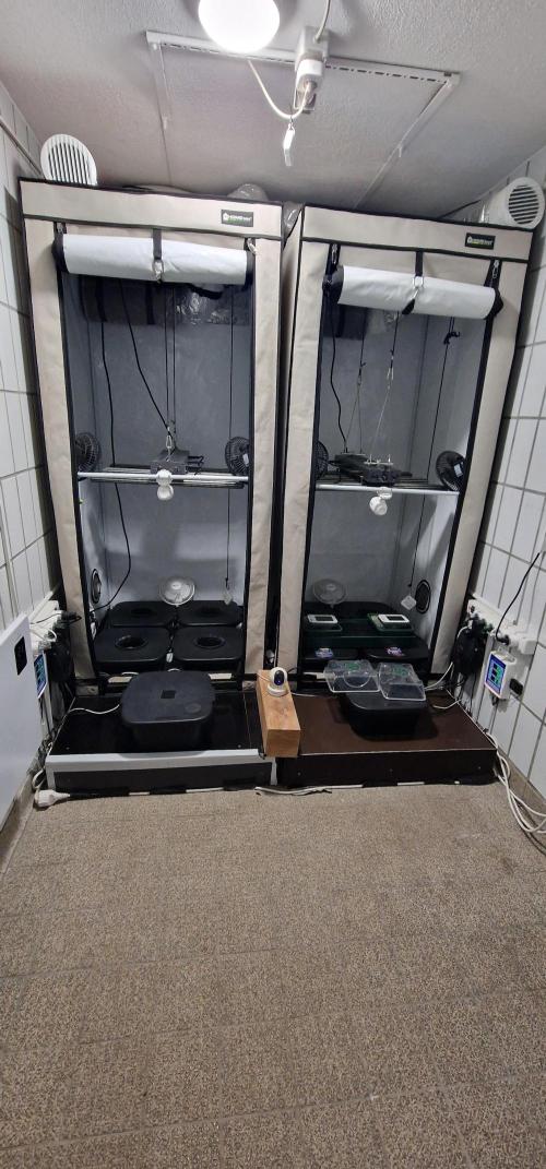 Think Tank & Chimera Cut. Week 0 - Two grow tents each equipped with an RDWC hydroponic system
