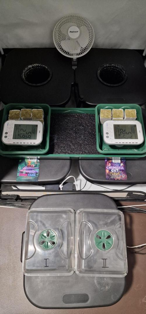 Think Tank & Chimera Cut. Week 0 - Germination seeds started directly in rockwool cubes