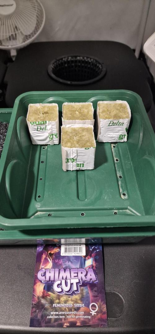 Think Tank & Chimera Cut. Week 0 - Chimera Cut after 96 hours