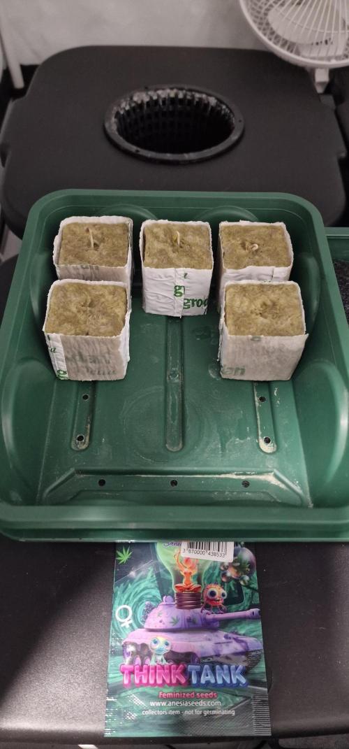 Think Tank & Chimera Cut. Week 0 - Think Tank after 96 hours