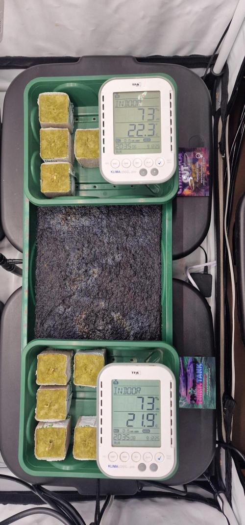 Think Tank & Chimera Cut. Week 0 - Constant conditions: 22–23 °C, 70–75 % RH, Lights on and passive air circulation