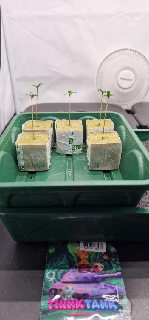 Think Tank & Chimera Cut. Week 0 - Think Tank after 7 days