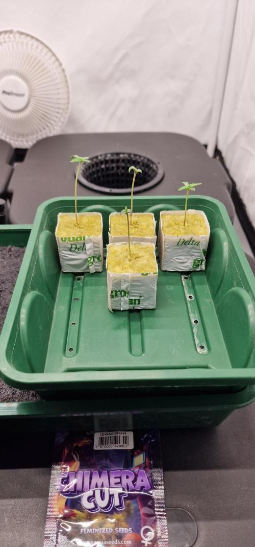 Think Tank & Chimera Cut. Week 0 - Chimera Cut after 7 days