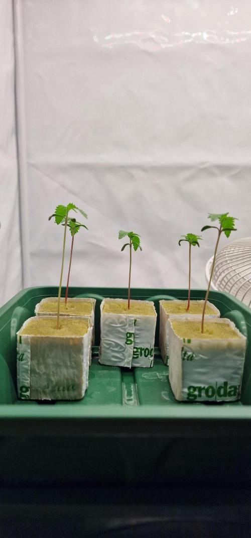 Think Tank & Chimera Cut. Week 1