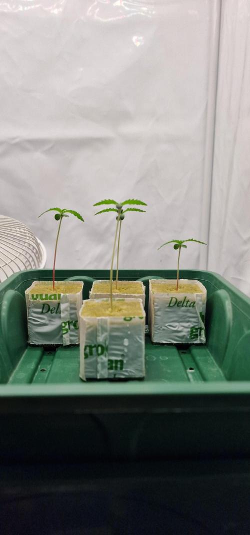 Think Tank & Chimera Cut. Week 1