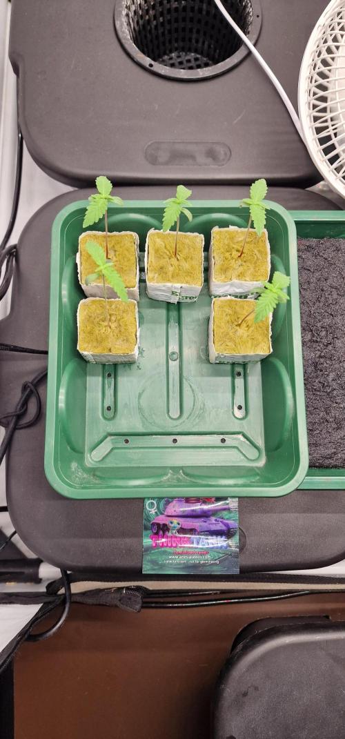 Think Tank & Chimera Cut. Week 1