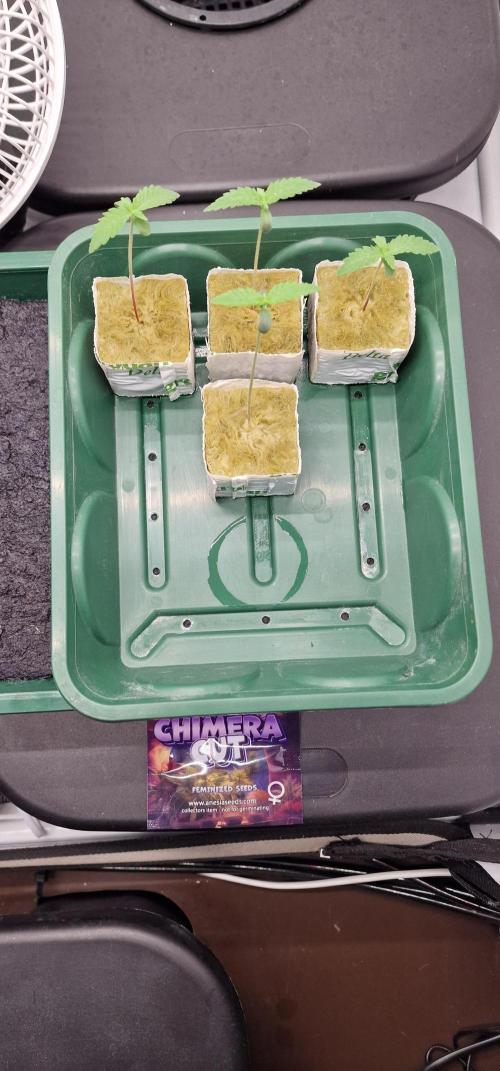 Think Tank & Chimera Cut. Week 1