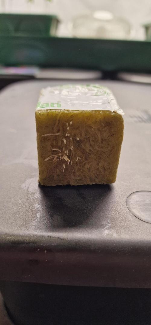 Think Tank & Chimera Cut. Week 1