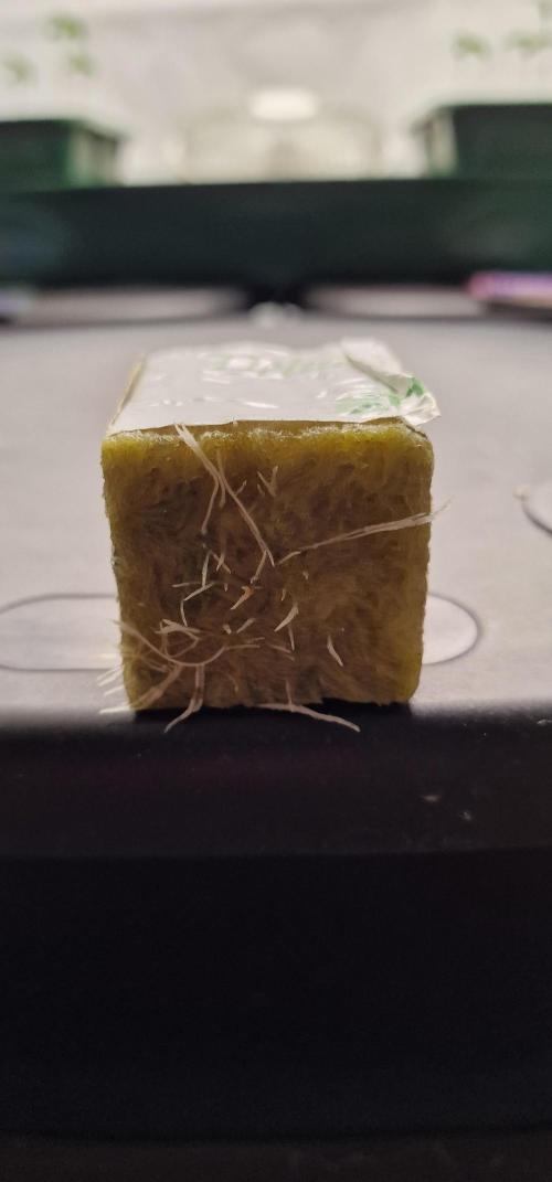 Think Tank & Chimera Cut. Week 1