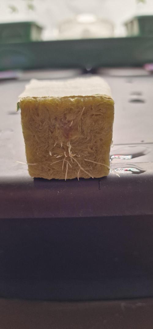 Think Tank & Chimera Cut. Week 1