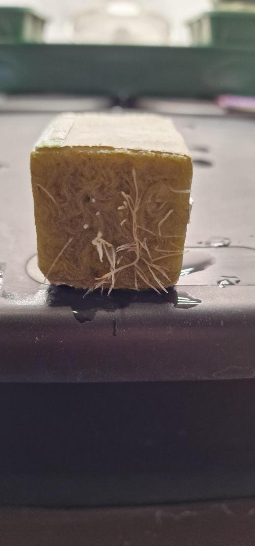 Think Tank & Chimera Cut. Week 1