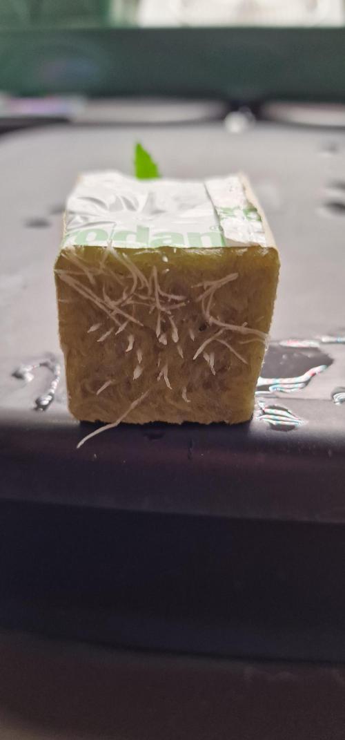 Think Tank & Chimera Cut. Week 1