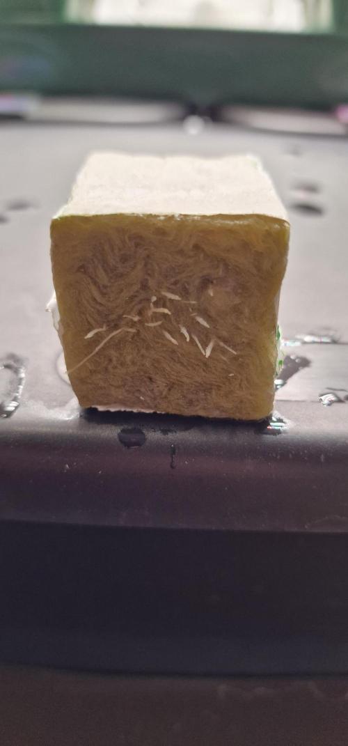 Think Tank & Chimera Cut. Week 1