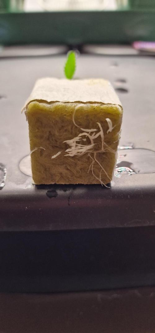 Think Tank & Chimera Cut. Week 1